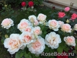 Chandos Beauty Chandos Beauty