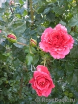 Сеянец Самарянка Сеянец Самарянка