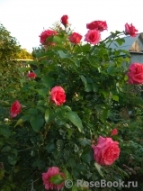 Сеянец Самарянка Сеянец Самарянка
