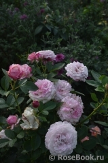 Kordes' Rosenfaszination ® Kordes' Rosenfaszination ®
