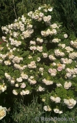 Ritausma Ritausma