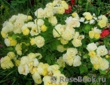 Golden Border Golden Border