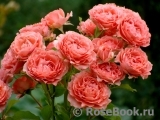 Corail gelee Corail gelee