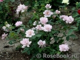 Couture Rose Tilia Couture Rose Tilia