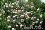 Abraham Darby