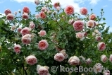 Abraham Darby