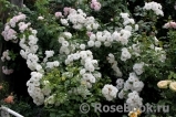 Aspirin Rose Aspirin Rose