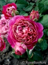 Centenaire de l'Haÿ-les-roses ® Centenaire de l'Haÿ-les-roses ®