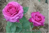 Heidi Klum Rose Heidi Klum Rose