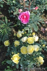 Golden Border Golden Border
