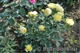 Golden Border Golden Border