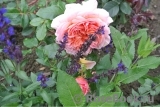 Abraham Darby Abraham Darby
