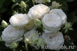 Madame Anisette ® Madame Anisette ®