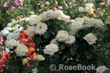 Wainwright Rose, The Wainwright Rose, The