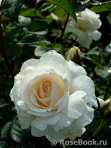 Purity Purity