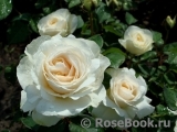 Purity Purity