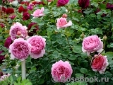 Princess Alexandra of Kent Princess Alexandra of Kent