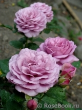 Rose Thelma Rose Thelma
