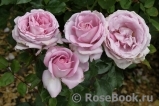 La Rose du Petit Prince La Rose du Petit Prince