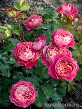 Centenaire de l'Haÿ-les-roses ® Centenaire de l'Haÿ-les-roses ®