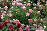 Boscobel Boscobel