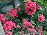 Stadt Rom Stadt Rom