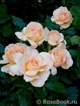 Chandos Beauty Chandos Beauty