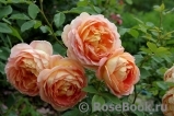 Lady of Shalott Lady of Shalott