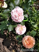 Sangerhauser Jubilaumsrose Sangerhauser Jubilaumsrose