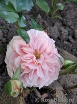 Sangerhauser Jubilaumsrose Sangerhauser Jubilaumsrose