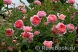 Boscobel Boscobel
