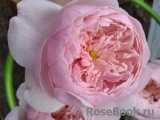 The Alnwick Rose The Alnwick Rose