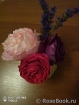 COMPOSITION COMPOSITION
