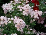 Heavenly Pink Heavenly Pink