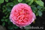 Jubilee Celebration® Jubilee Celebration®
