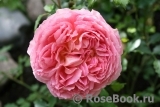 Jubilee Celebration® Jubilee Celebration®