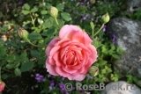 Jubilee Celebration® Jubilee Celebration®