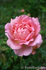Jubilee Celebration® Jubilee Celebration®