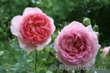 Boscobel Boscobel