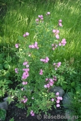 Heavenly Pink Heavenly Pink