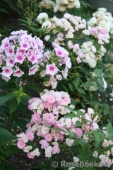 Heavenly Pink Heavenly Pink