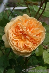 Crown Princess Margareta® Crown Princess Margareta®