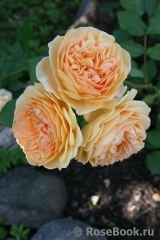 Crown Princess Margareta® Crown Princess Margareta®