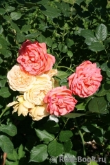 Crown Princess Margareta® Crown Princess Margareta®