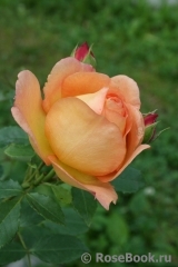 Lady of Shalott Lady of Shalott