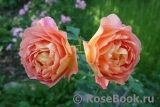 Lady of Shalott Lady of Shalott