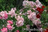Heavenly Pink Heavenly Pink