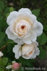Crocus Rose® Crocus Rose®