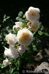 Crocus Rose® Crocus Rose®