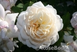 Crocus Rose® Crocus Rose®